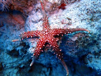 Beautiful colorful sea starfish lying on a rock underwater.
