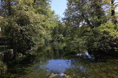 Reflection of trees in lake