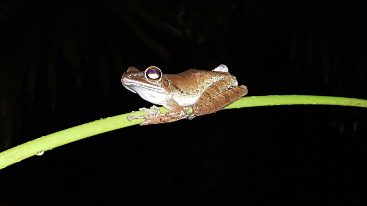 animal wildlife, animal, one animal, animal themes, animals in the wild, close-up, vertebrate, copy space, nature, reptile, no people, studio shot, outdoors, black background, animal body part, amphibian, plant part, night, lizard, leaf, animal head, animal eye