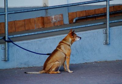 Full length of a dog looking away