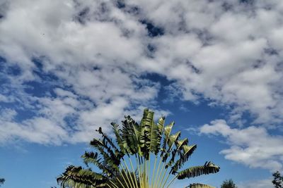 Low angle view of palm tree against sky