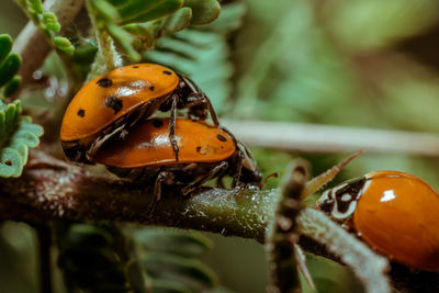 Close-up of ladybug on plant