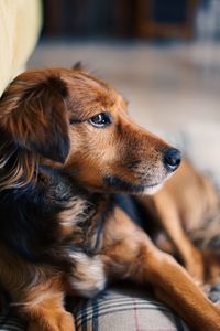 Close-up of a dog looking away