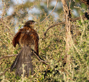 Rear view of bird perching on tree