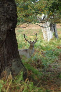 Deer in forest