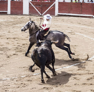 Horse running on land