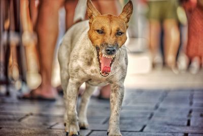 Portrait of dog standing on footpath