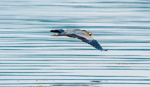 Bird flying over lake