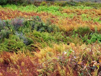 Full frame shot of grass on field