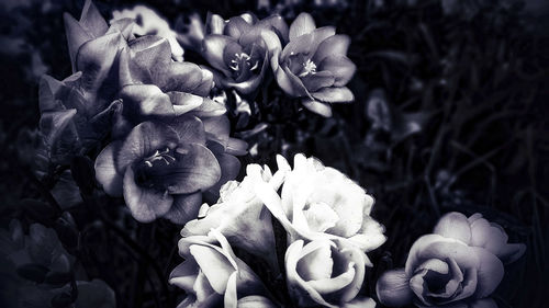Close-up of rose plant
