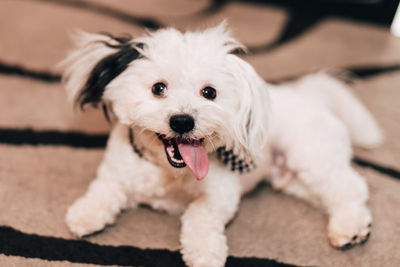 Portrait of dog sticking out tongue