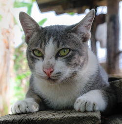 Close-up portrait of tabby cat