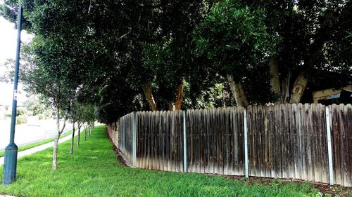 Trees on grassy field