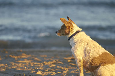 Dog looking away at beach