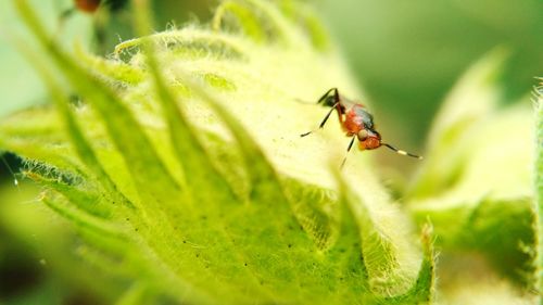 Close-up of ladybug on plant