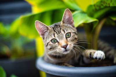 Close-up portrait of tabby cat