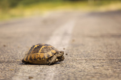 Close-up of a shell on road