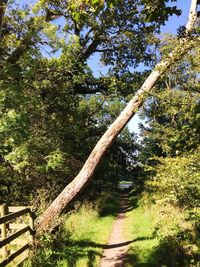 Footpath amidst trees