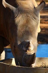 Close-up of a rhinoceros 