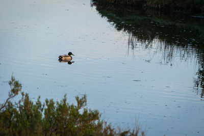 Ducks swimming on lake