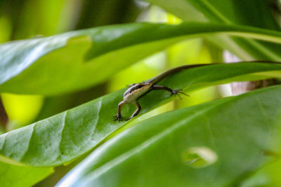 Close-up of insect on leaf