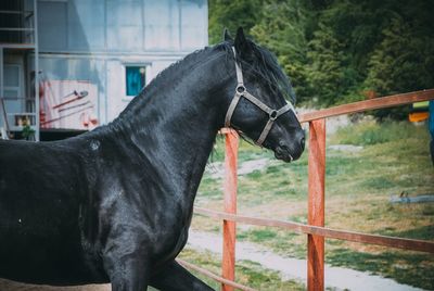 Close-up of black horse