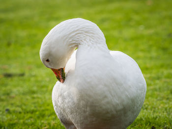 Close-up of a swan