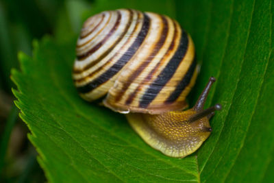 Close-up of crab on leaf