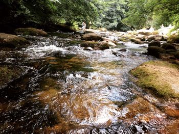 River flowing through forest
