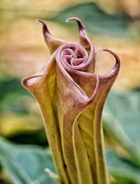 Close-up of flower against blurred background