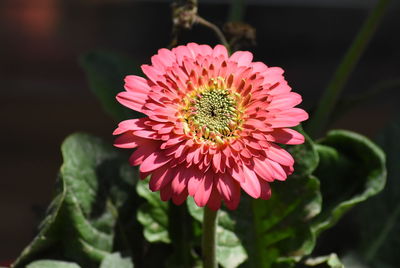 Close-up of pink flower