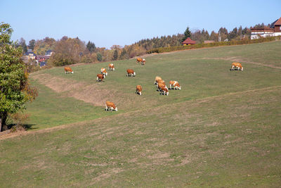 Flock of sheep grazing in a field