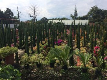 Panoramic view of flowering plants on field against sky