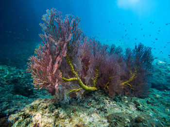 View of dead fish in sea