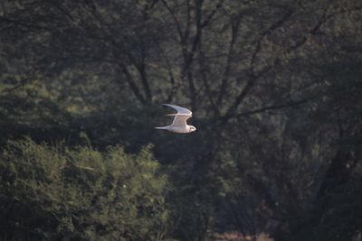 Bird flying over trees