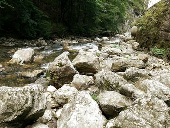 Surface level of stones in forest