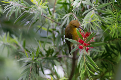 Close-up of a bird on branch