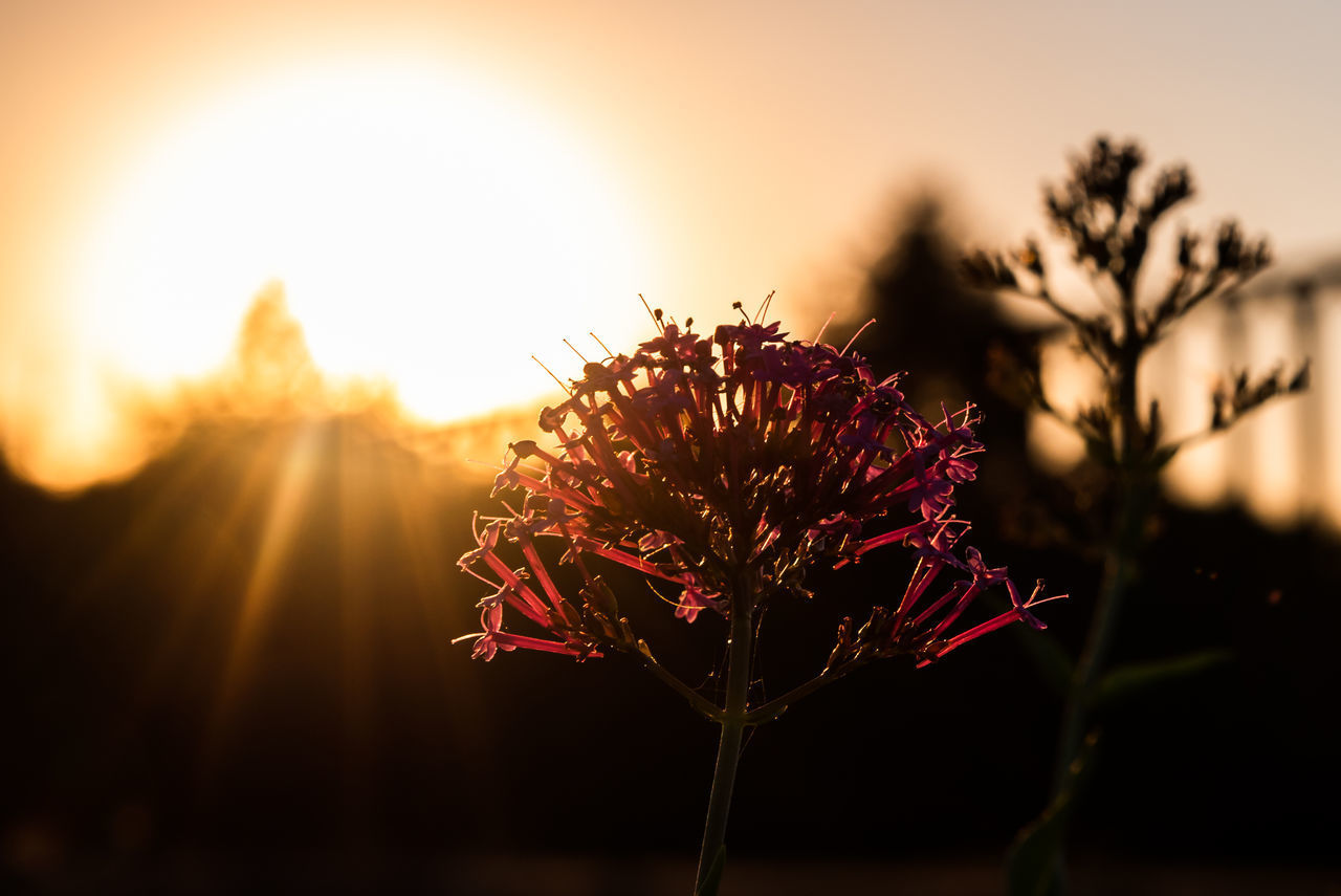 CLOSE-UP OF WILTED PLANT AT SUNSET