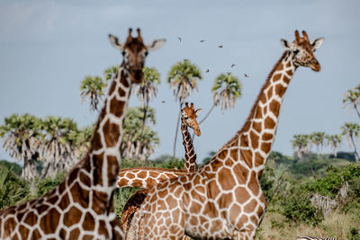 Giraffe in a zoo