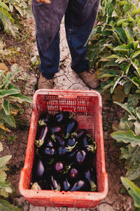 Low section of person standing against eggplants in basket