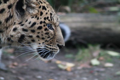 Close-up of a cat looking away