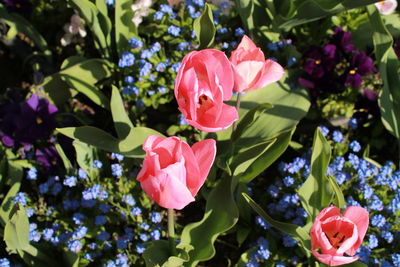 Close-up of pink rose