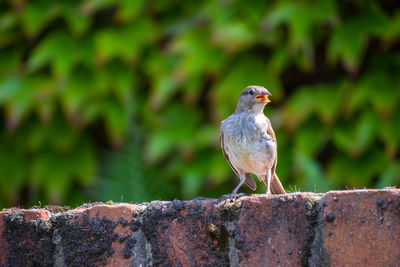 Sparrow on retaining wall against plants
