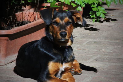 Portrait of dog sitting outdoors