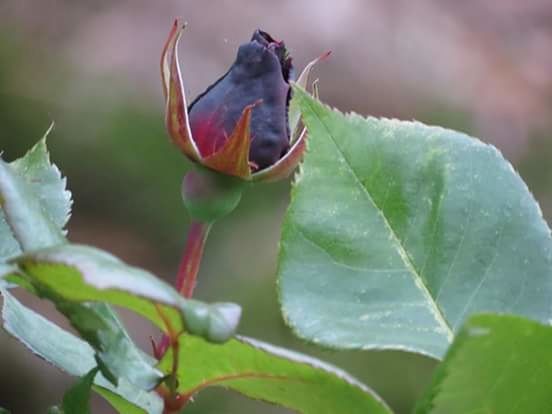 CLOSE-UP OF RED AND GREEN LEAVES