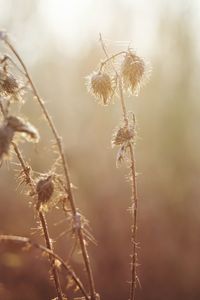 Close-up of plant against blurred background
