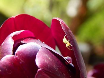 Close-up of pink flowers