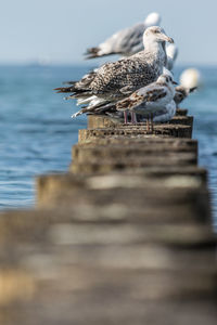 Close-up of bird perching on wood against sea