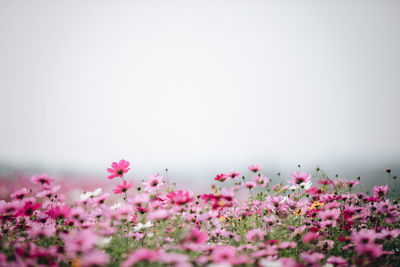 Close-up of pink cosmos flowers blooming on field against clear sky