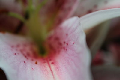 Close-up of pink flower